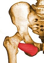 <p>external surface of obturator foramen and obturator membrane</p>