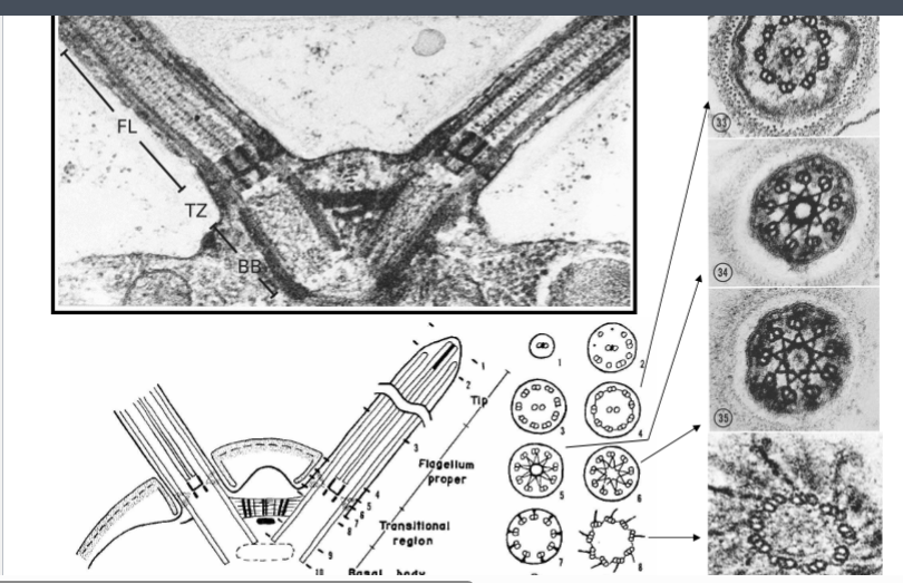 <p><span style="background-color: transparent;"><strong>Chlamydomonas as a Model Organism</strong></span></p>