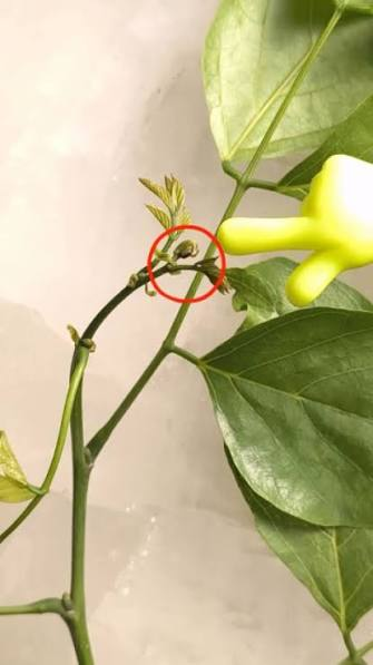 <p>A bud that forms at a node and may develop into a lateral (side) branch.</p>
