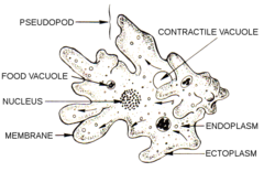 <p>belonging or pertaining to the protist that move and capture food by forming pseudopodia</p>