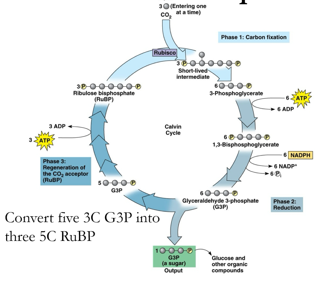 <ul><li><p>3rd step </p></li><li><p>ATP atp is added to rearrange<strong> 3C G3P</strong> molecule back into<strong> 5C RuBP </strong>so that it is ready to accept more C</p></li></ul><p></p>