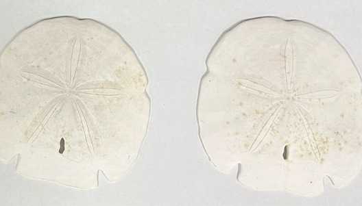 <p>What are these?</p>