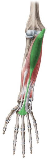 <p>palmaris longus</p>