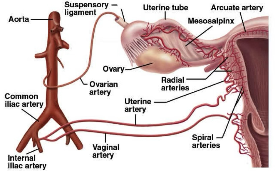 <p>internal iliac</p>