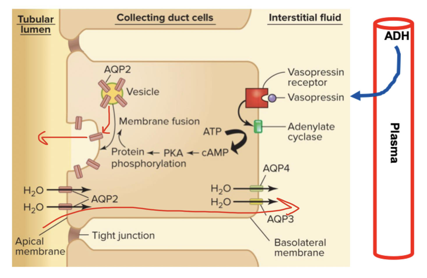 <p>ADH is secreted from plasma → binds to receptor on basolateral → signal cascade → AQP2 vesicle with aquaporins fuses to apical membrane → more water transport → higher water reabsoprtion</p>