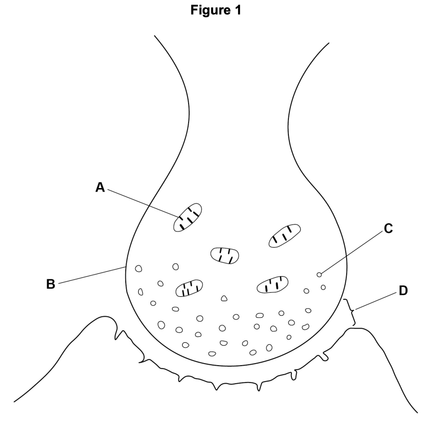 <ul><li><p>arrival of action potential at presynaptic neurone causes Ca<sup>2+</sup> channels to open and Ca<sup>2+</sup> to diffuse in</p></li><li><p>vesicles containing acetylcholine fuse w/ the presynaptic membrane</p></li><li><p>acetylcholine is released into the <strong>synaptic cleft</strong> and <u>diffuses</u> across</p></li><li><p>acetylcholine binds to specific <u>receptors</u> on the sarcolemma</p></li><li><p>Na<sup>+</sup> diffuse in → depolarisation</p></li><li><p>Ca<sup>2+</sup> released by sarcoplasmic reticulum</p></li></ul><p></p>