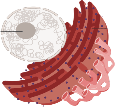 <p>Var är RER och SER i denna bild?</p>