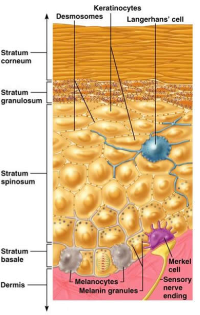 <ul><li><p>The deepest layer of the epidermis, closest to the dermis</p></li><li><p>Includes melanocytes (produces melanin) and Merkel cells (tactile cells) stimulates the Merkel disc (sensory nerve cell)</p></li></ul><p></p>