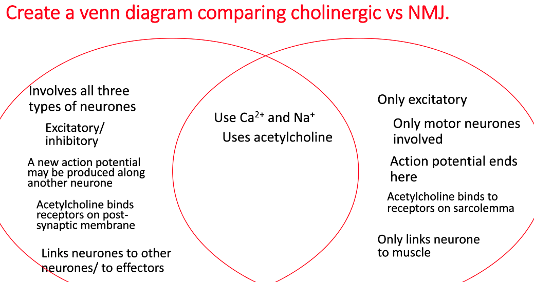 <p>similarities:</p><ul><li><p>both involve Ca<sup>2+</sup> and Na<sup>2+</sup></p></li><li><p>both use acetylcholine</p></li></ul><p></p><p>differences:</p><ul><li><p>all 3 neurone types involved in cholinergic whereas only motor neurones involved in neuromuscular junction</p></li><li><p>cholinergic can be excitatory/inhibitory but neuromuscular junction is only excitatory</p></li><li><p>cholinergic may produce a new action potential along another neurone but action potential ends at the neuromuscular junction</p></li><li><p>cholinergic - acetylcholine binds to receptors on postsynaptic membrane whereas after neuromuscular junction - acetylcholine binds to receptors on sarcolemma</p></li><li><p>cholinergic links neurones to other neurones/effectors but neuromuscular junction only links neurone to muscle</p></li></ul><p></p>