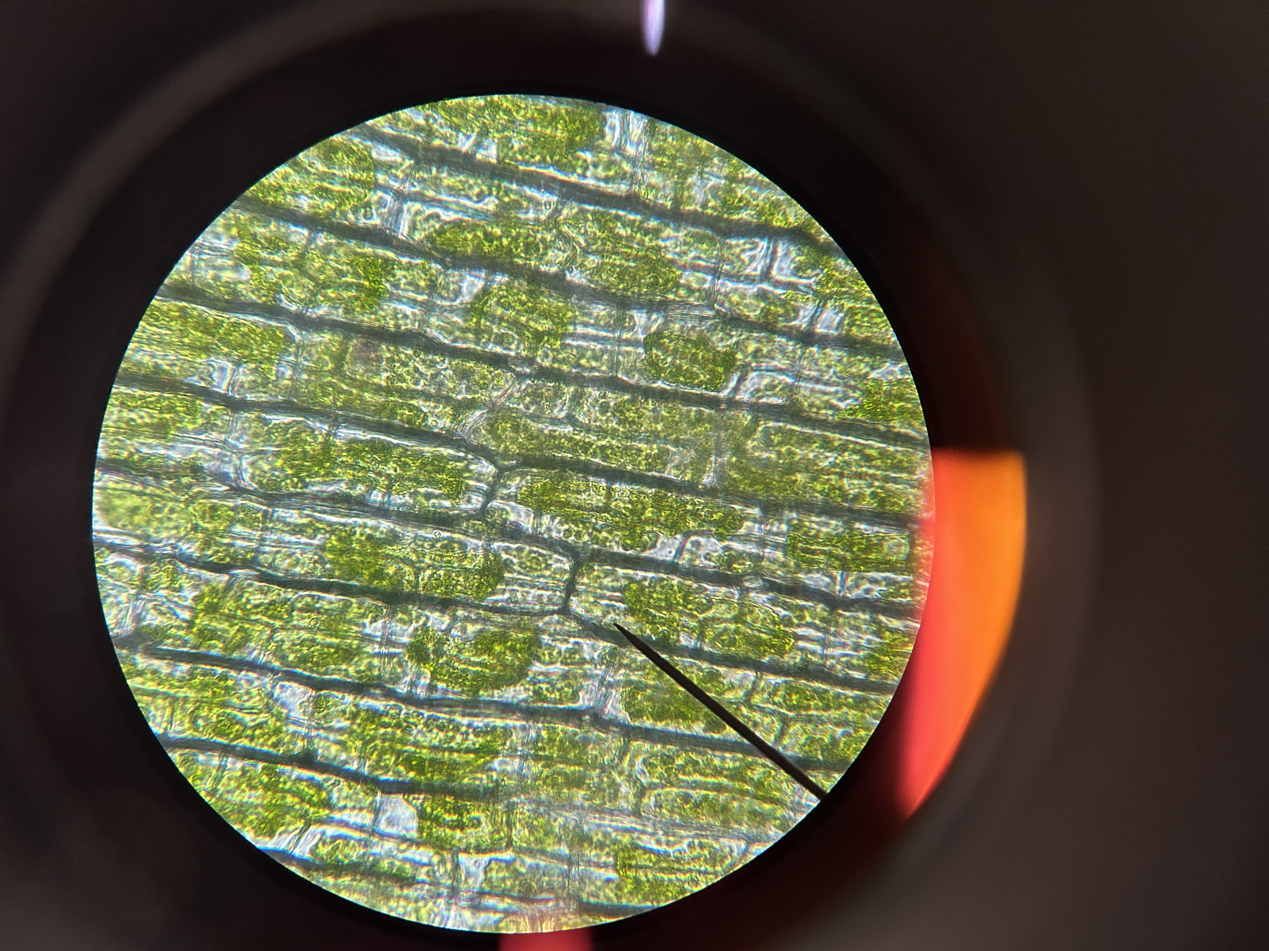 <p>Water leaves→ membrane pulls away→ plasmolyze</p>