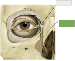 <p>Lacrimal sac: this is the</p>