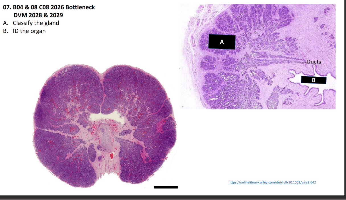 <p>A. Classify the gland</p><p>B. ID the organ</p>