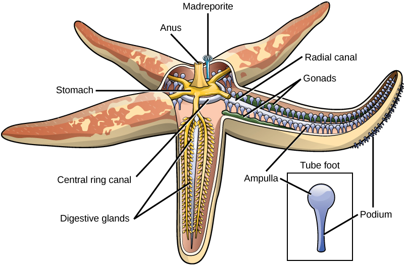 <p><mark>a circular tube or vessel found in several biological and geological contexts</mark>. Most commonly, it refers to a central structure in the bodies of certain aquatic animals</p>