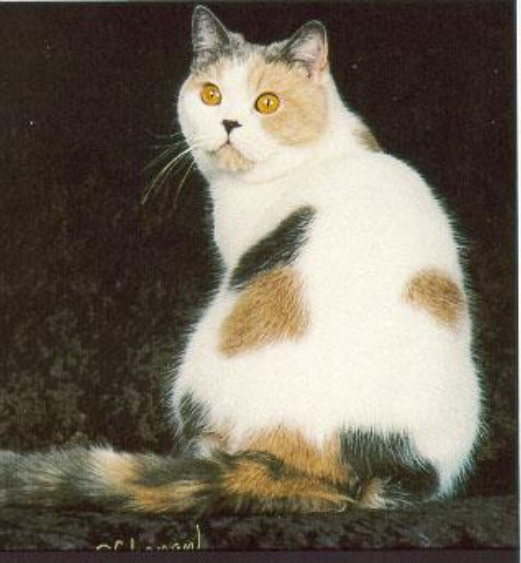 <p>Multiple distinct color patches with clear divisions, always including white</p>
