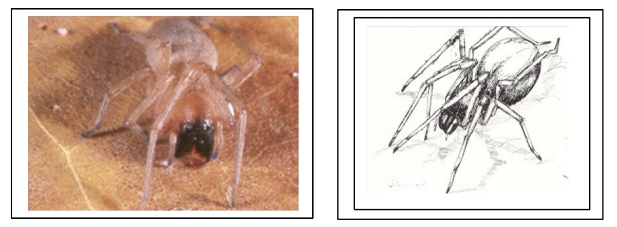 <p>What spider species is this </p>