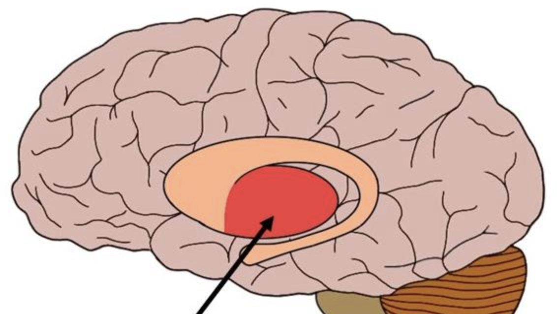 <p>LENIFORM NUCLEUS. GREY or WHITE MATTER?</p>