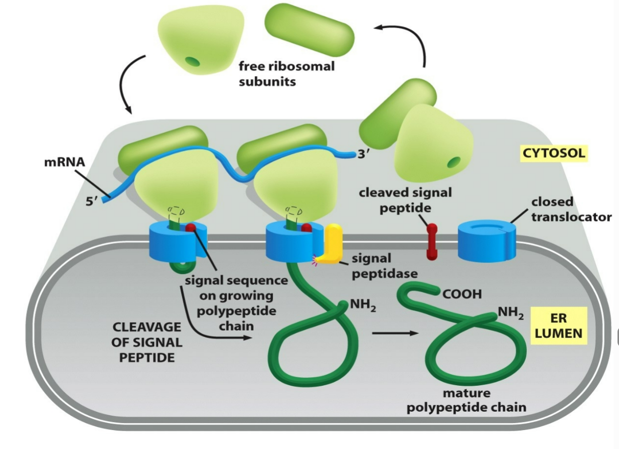 <p>ER signal sequences will be cleaved off by a signal peptidase following translocation</p>
