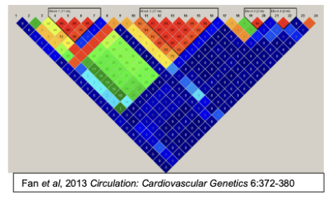 <p>The map on the right heat map showing the rates of linkage disequilibrium at 24 SNPs in a 500Kb region of chromosome 9p21 that is associated with coronary artery disease. Each of the numbers within the square represents the degree of linkage disequilibrium between each of the 24 SNPs.</p><p>The top of the figure shows brackets denoting three labeled regions (blocks 1, 2 and 3). Explain what each of the labeled blocks represent and how the boundary at the end of each block was determined?</p>