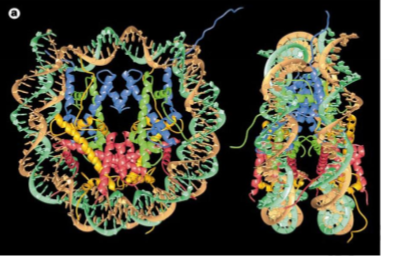 <p>What is a chromatin?</p>