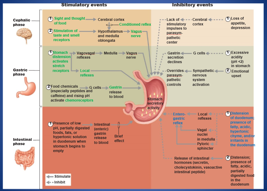 <p>the process by which specialized cells in the stomach lining produce and release gastric juice to prepare for food digestion</p>