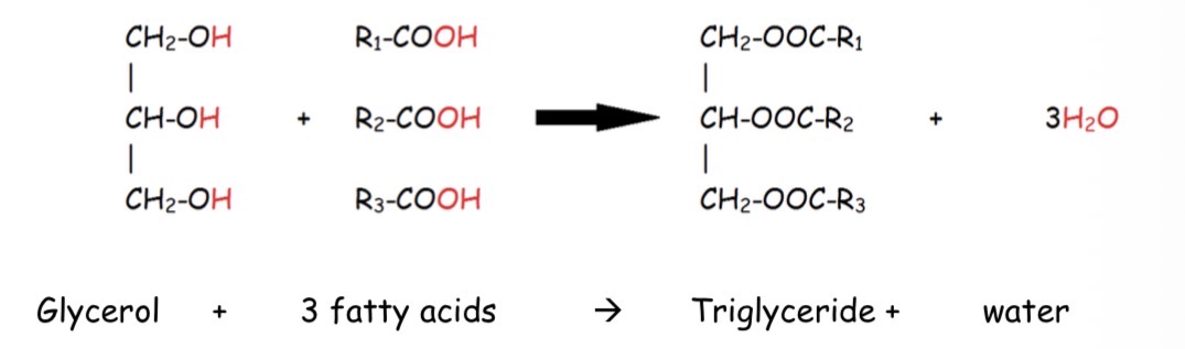 <p><span>Fats and oils can be broken down in a hydrolysis reaction, which is the reverse of the above reaction</span></p>