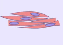 <p>-almond shaped</p><p>-harder to see fibers</p><p>-no striation</p><p>-central nucleus</p><p>-involuntary</p>