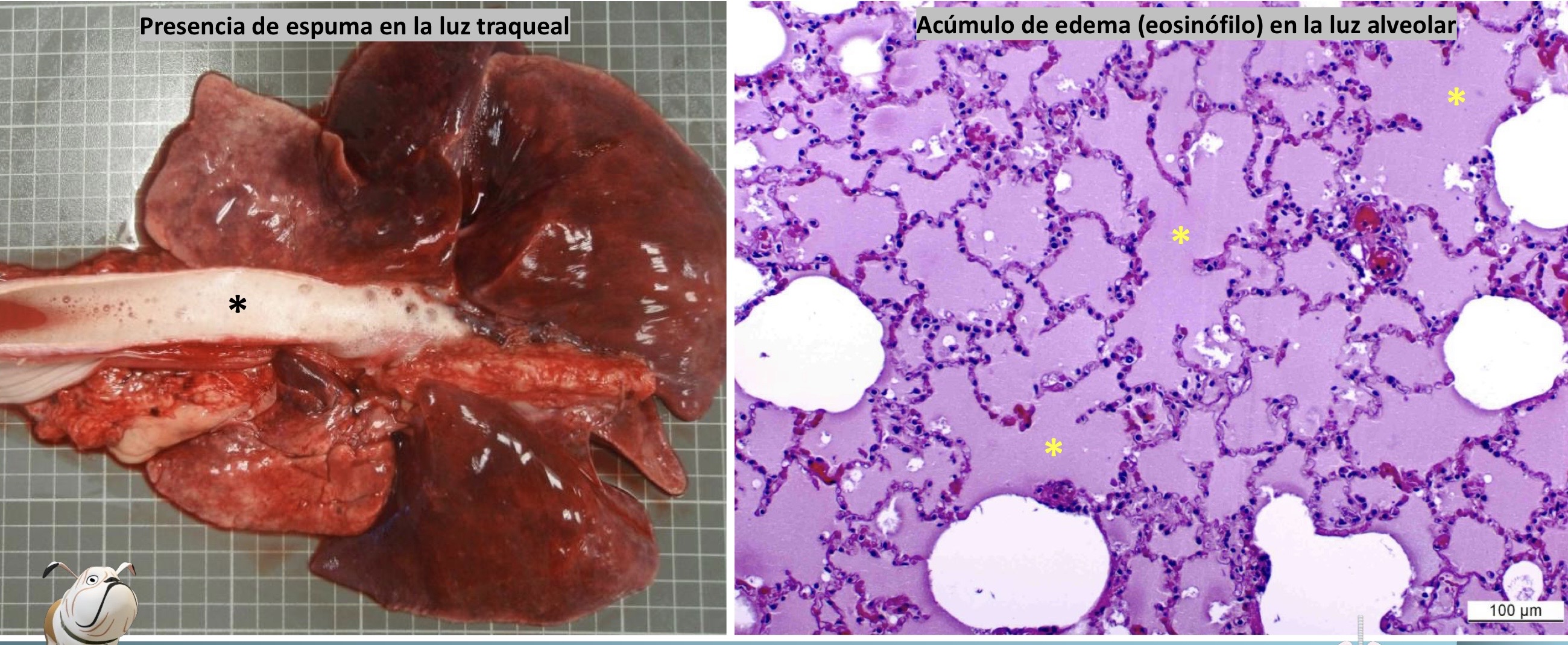 <p>Patogenia </p>