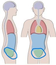 <p>space within the pelvis containing reproductive and excretory organs</p>