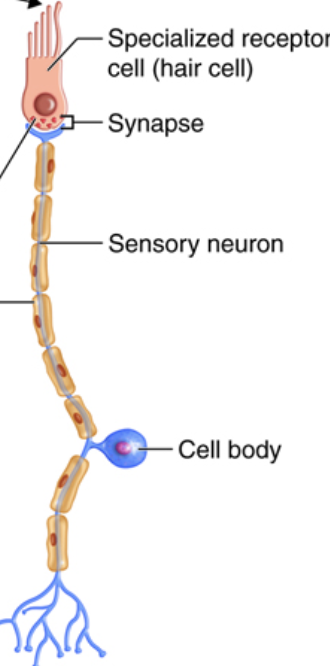 <ul><li><p>Mechanically gated channels</p></li></ul><p></p>