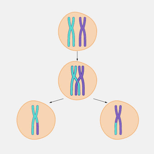 <p><span> The reshuffling of genes that can occur as</span><br><span>DNA is copied during meiosis and chromosomes exchange</span><br><span>genetic material</span></p>