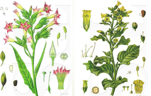 <p>Mat<span>é; coffee; gurana</span></p>