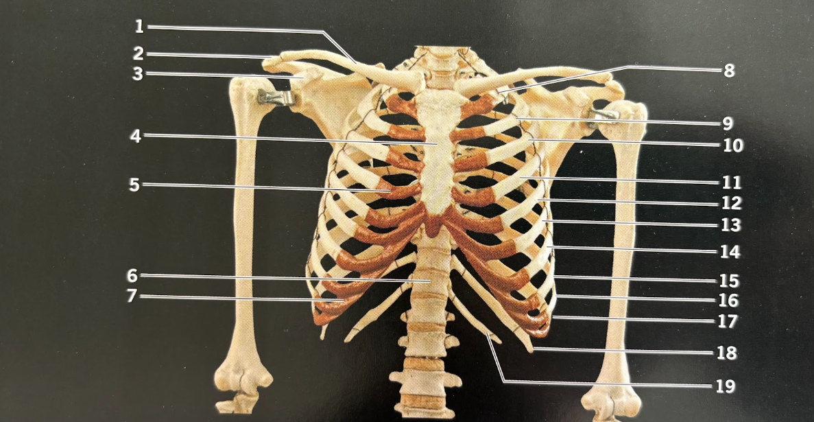 <p>What kind of ribs are #14-17</p>