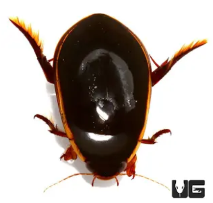 <p>What is the name of this bug?</p>