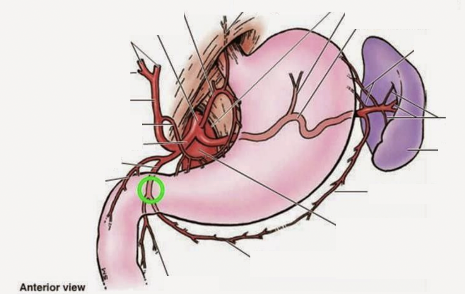 <p>Arteries of the Abdomen (Foregut)</p>