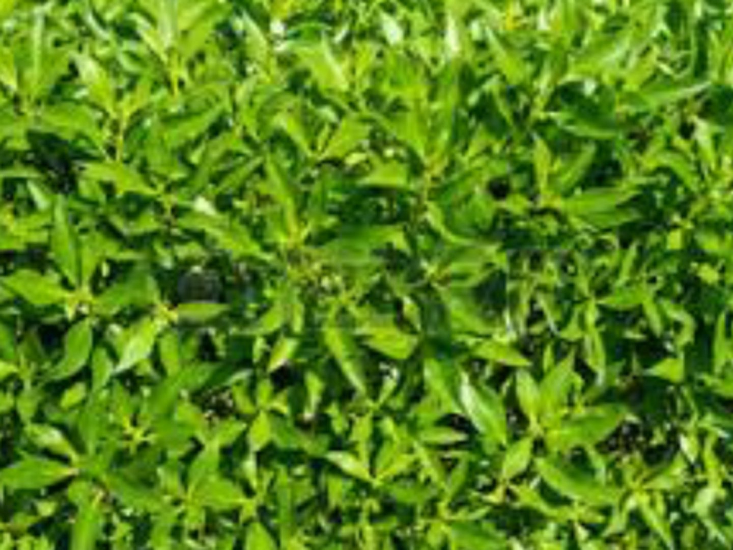 <p>(n) plants</p>