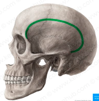<p>Hoe heet dit deel van het bot?</p>