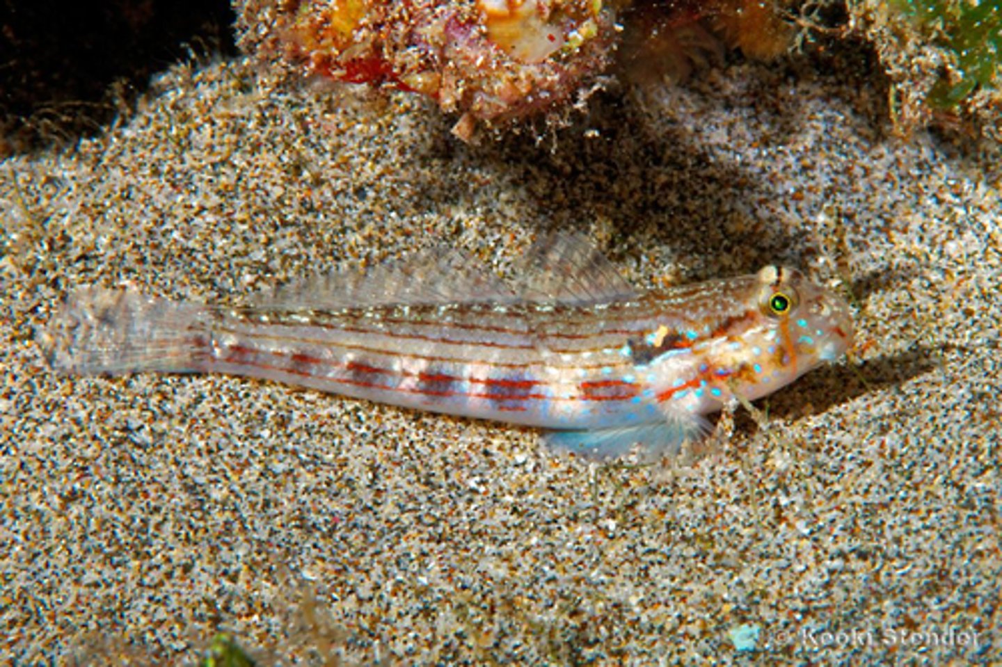 <p>Gnatholepis cauerensis</p>