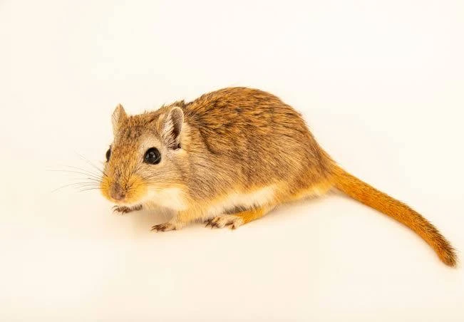 <p>(small mammals)</p>