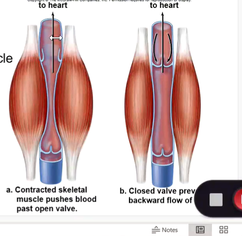 <ul><li><p>They have help.</p></li><li><p>1. Skeletal muscle contraction </p></li><li><p>2. Breathing </p></li><li><p>3. Valves</p></li></ul><p></p>