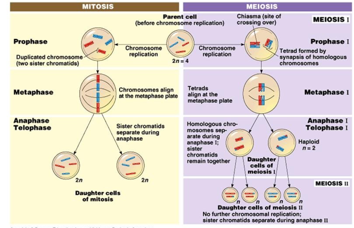 <p>Mitosis:</p><p>- Chromosomes replicate once.</p><p>- Duplicated chromosomes align individually at metaphase.</p><p>- Sister chromatids separate.</p><p>- Produces daughter cells with the same diploid chromosome complement as the parent.</p><p>.</p><p>Meiosis:</p><p>- Chromosomes replicate once.</p><p>- Homologous chromosomes pair as tetrads in meiosis I.</p><p>- Crossing over can occur at chiasmata.</p><p>- Homologous chromosomes separate in meiosis I.</p><p>- Sister chromatids remain together until meiosis II.</p><p>- Produces haploid cells with one chromosome from each homologous pair.</p>