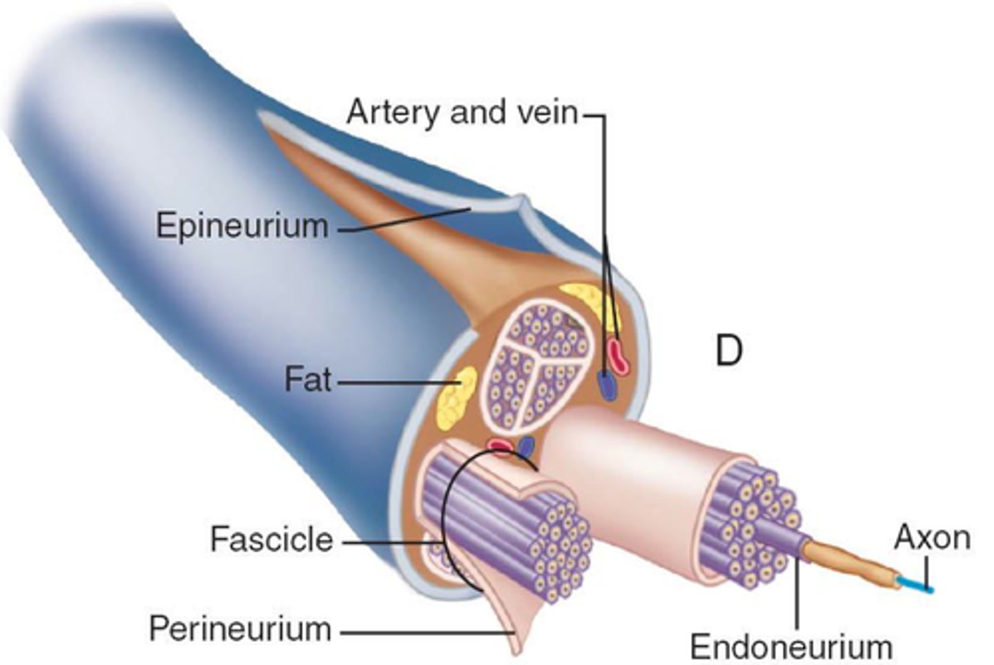 <p>Wraps individual fibers</p>