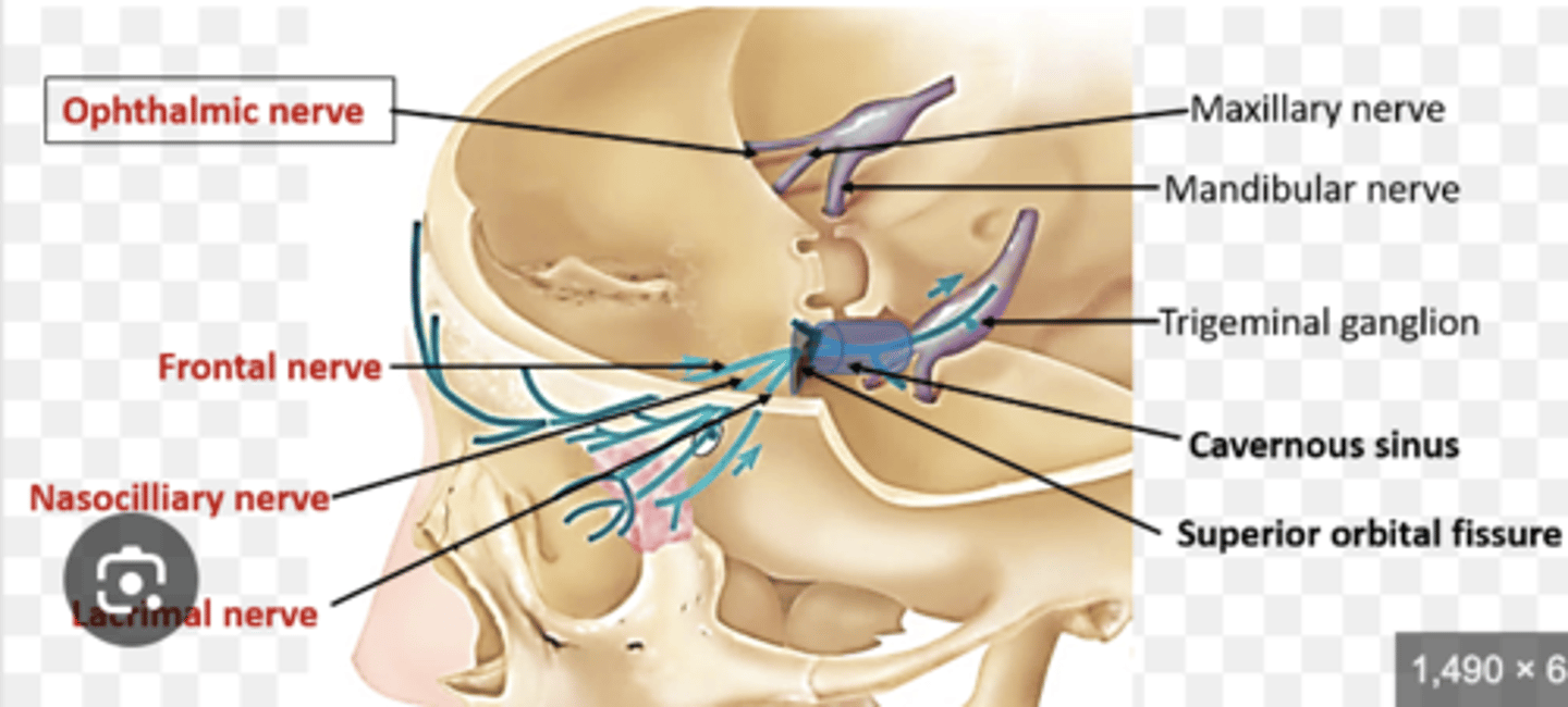 <p>What branches does the ophthalmic division (CN V1) give rise to and what do they innervate?</p>