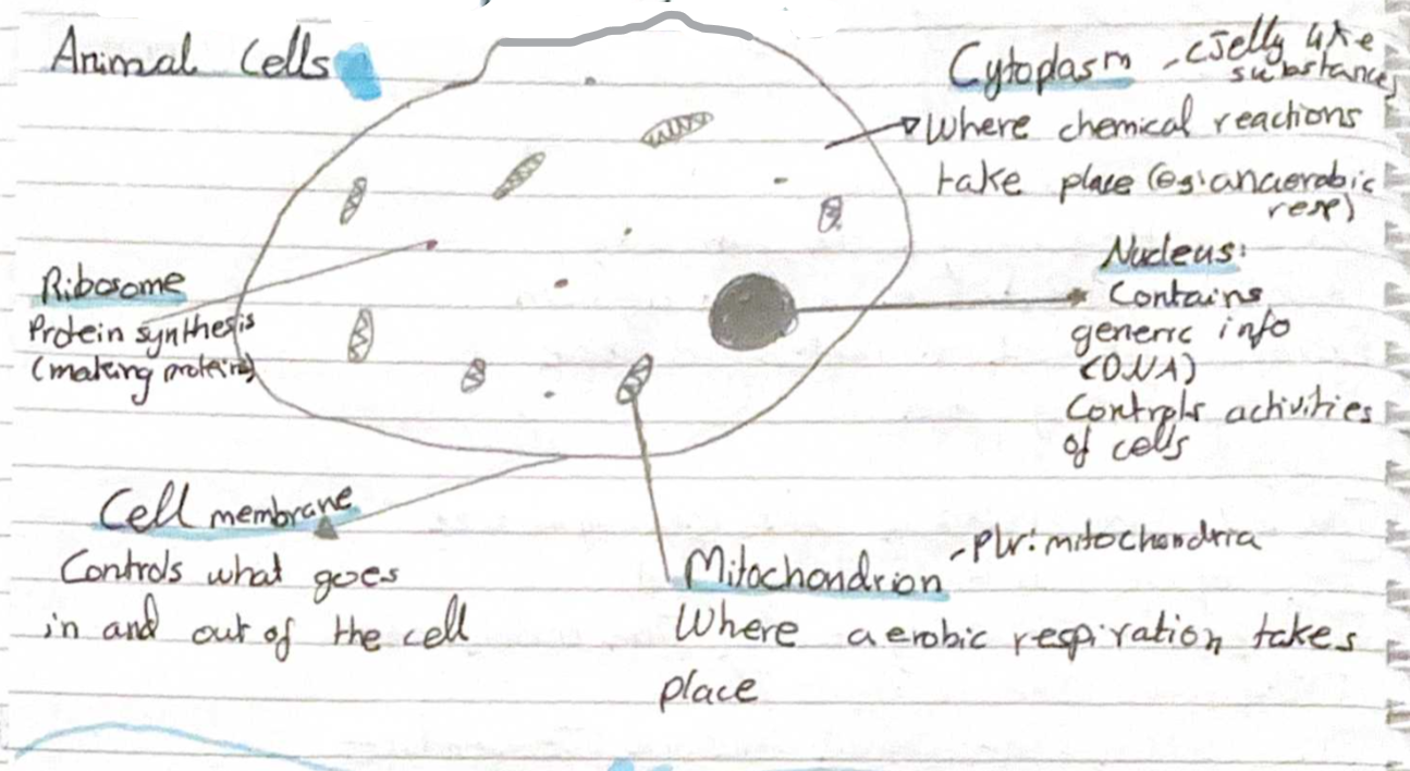 <p>Anerobic respiration occurs in the cytoplasm. Anerobic Respiration takes place when there isnt enough oxygen, and it takes place in the cytoplasm. Glucose—> Lactic acid (energy). The energyy that is produced is less energy compared to the energy produced in Aerobic Respiration but it can be produced with only glucose.</p>
