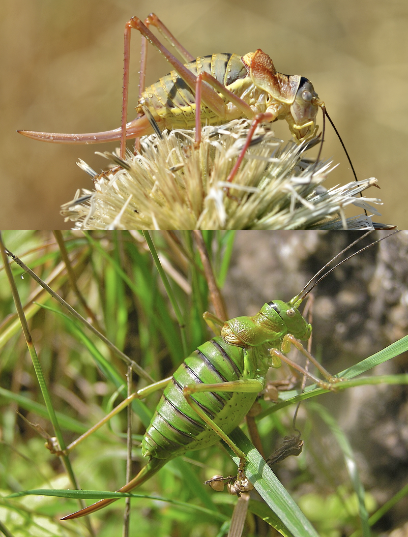 <p>Latin, magyar, védett?, hang</p>