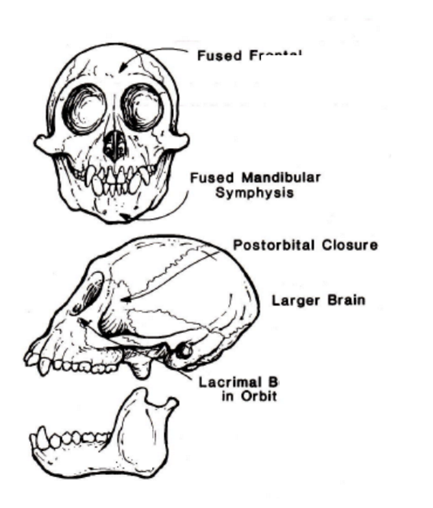 <ul><li><p>post orbital bar and plate</p></li><li><p>2 or 3 premolars</p></li></ul><p></p>