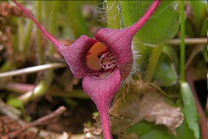 <p><span style="font-family: "Open Sans";"><em>Asarum caudatum</em> (British Columbia wild ginger)</span></p>