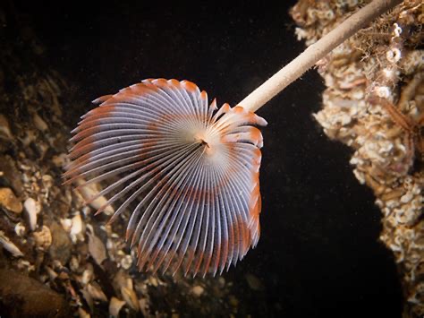 <p>Sabella pavonina </p>