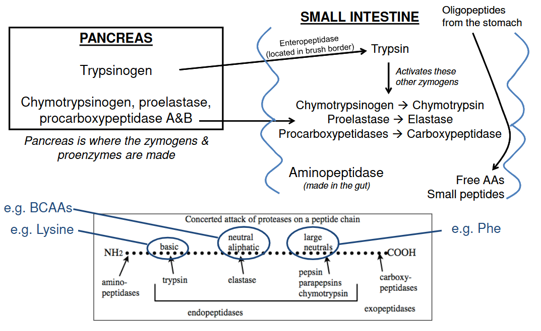 <p>Trypsinogen gets converted to trypsin in the pancreas</p><p>Trypsin activates all other enzymes (Zymogens):</p><ul><li><p>Chymotrypsinogen → chymotrypsin</p></li><li><p>Protelastase → Elastase</p></li><li><p>Procarboxypeptidase → Carboxypeptidase</p></li></ul><p></p>