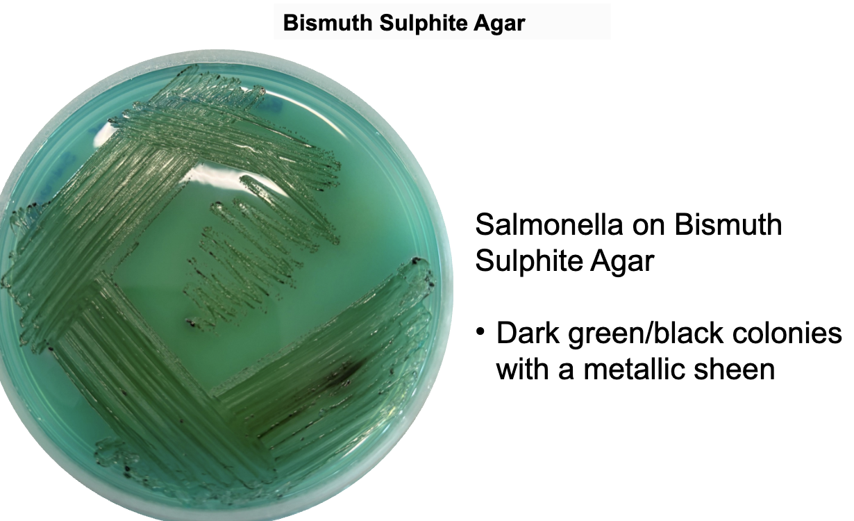 <ul><li><p><strong>Bismuth sulphite + brilliant green</strong> → selective, suppresses coliforms</p></li><li><p><strong>Iron salts</strong> → stain colonies in presence of H₂S </p></li><li><p><strong>Sulphur compounds as a substrate</strong> → H₂S production</p></li></ul><p></p>