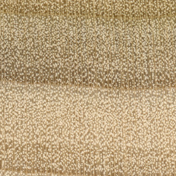 <p>Yellow Poplar </p>